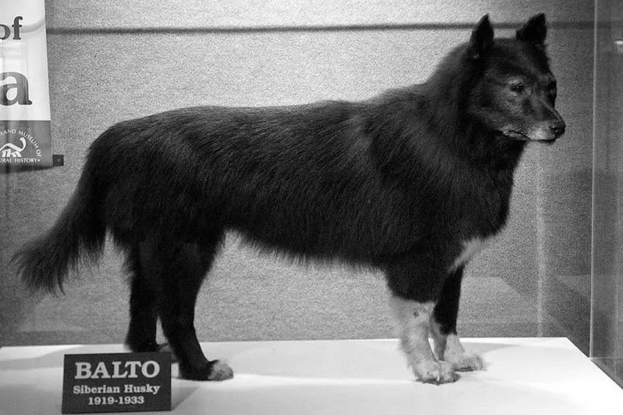 Balto el Perro: Héroe en la Epidemia de Nome