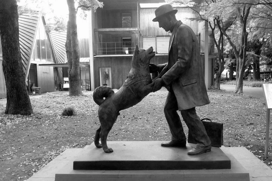 Hachiko-La-Conmovedora-Historia-del-Perro-de-Akita-y-su-Lealtad-Inquebrantable