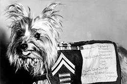 Smoky-La-Increíble-Historia-de-la-Pequeña-Heroína-Canina-de-la-Segunda-Guerra-Mundial