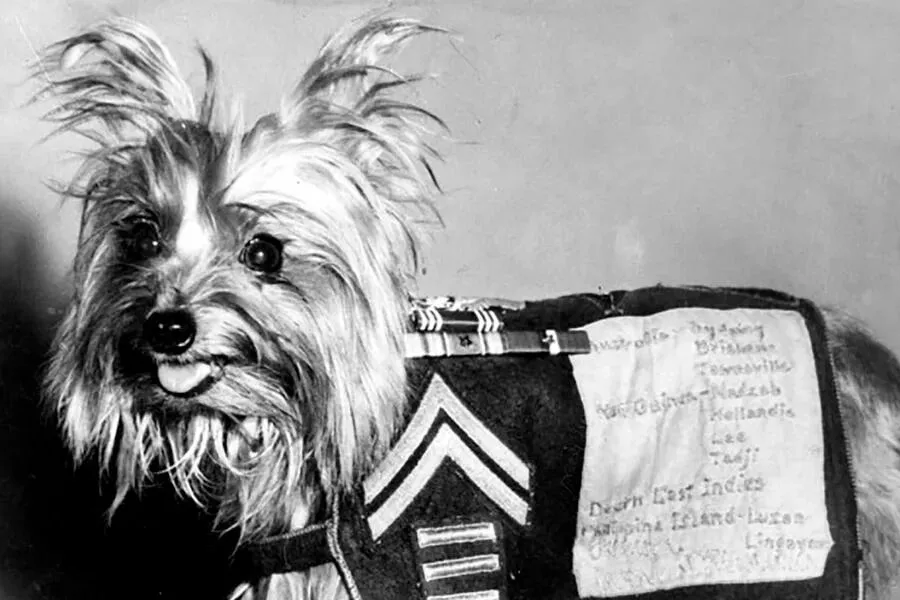 Smoky La Increíble Historia de la Pequeña Heroína Canina de la Segunda Guerra Mundial