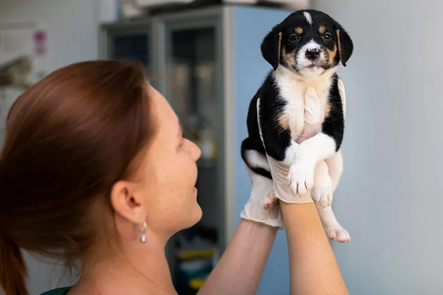 Parvovirosis Canina: Síntomas Tratamiento y Prevención