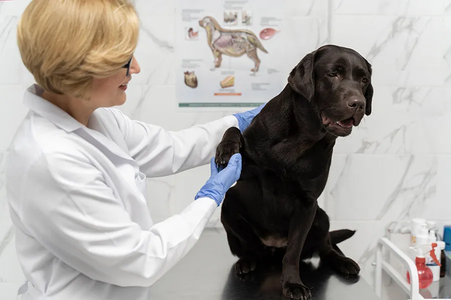 Parásitos Internos en Perros Lombrices Síntomas Tratamiento y Prevención