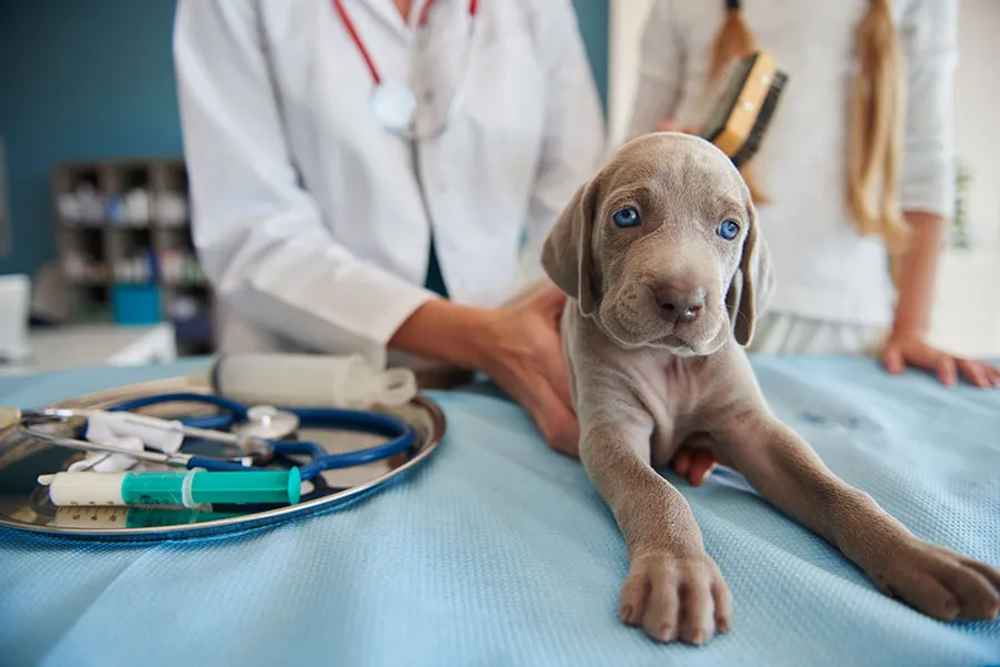 Moquillo Canino: Síntomas, Tratamiento, Prevención y Vacunación