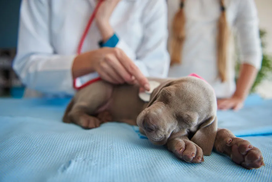 Leptospirosis en Perros - Síntomas, Tratamiento, Prevención y Vacunación