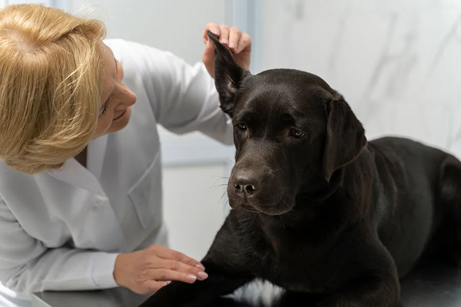 Otitis en Perros: Síntomas, Tratamiento y Prevención