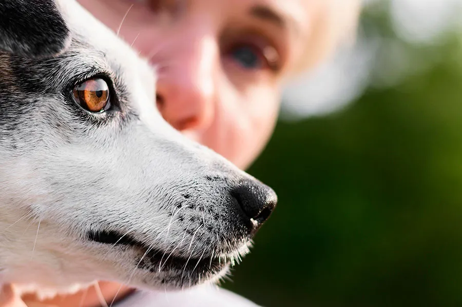 Cataratas en Perros: Síntomas, Tratamiento y Prevención