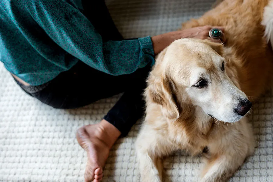 Diabetes en perros: Síntomas, Diagnóstico, Tratamiento y Prevención