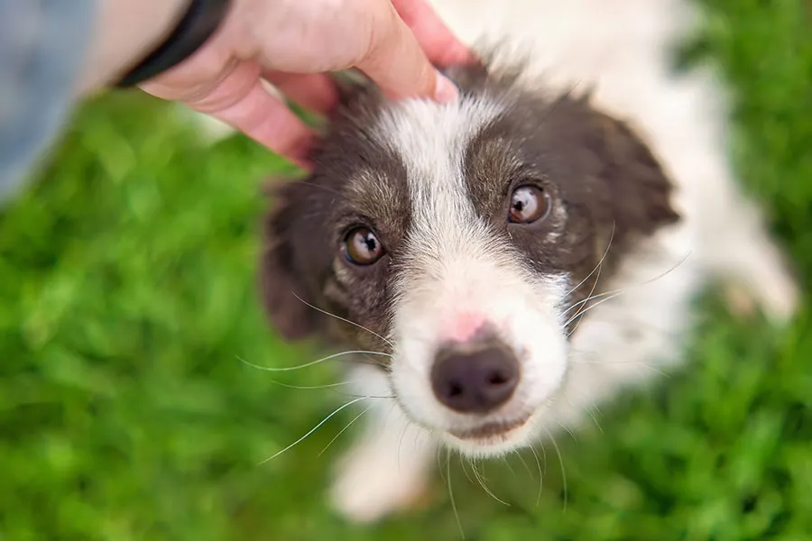 Dermatitis Alérgica en Perros: Causas, Síntomas, Diagnóstico, Tratamiento y Prevención