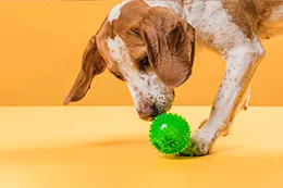 Empezar-con-Juegos-de-Estimulación-Cognitiva-para-Perros