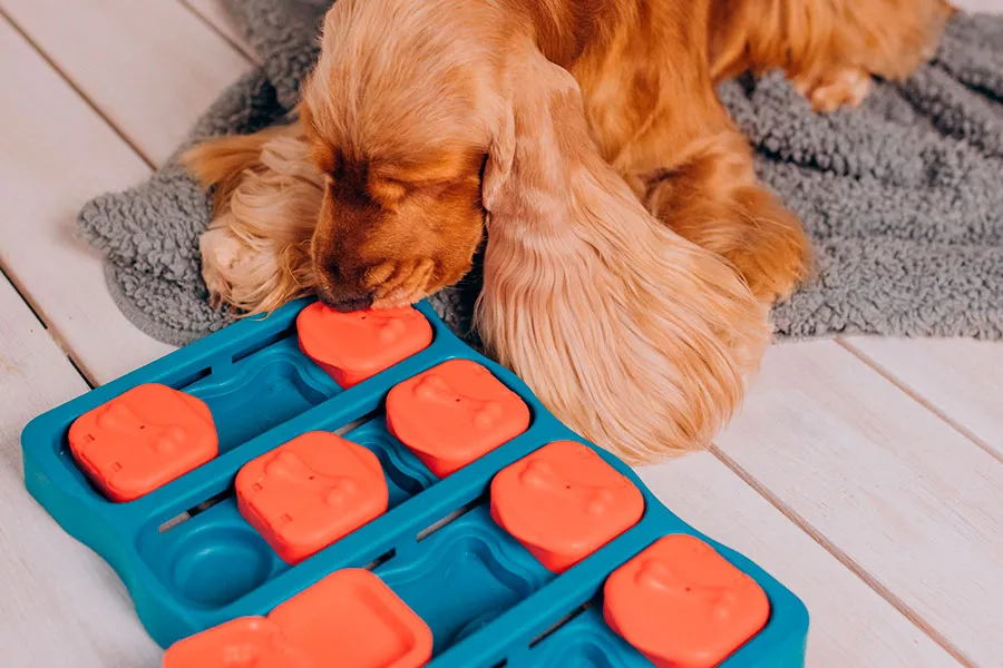 Juegos Mentales para Perros - Estimulación cognitiva Canina