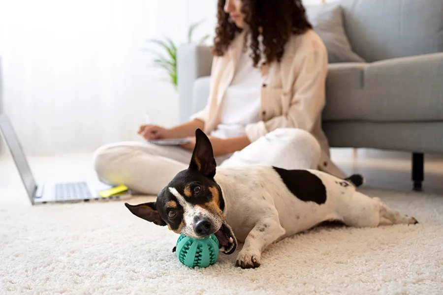 Juegos para Perros en Casa: Diversión Garantizada para tu Mascota