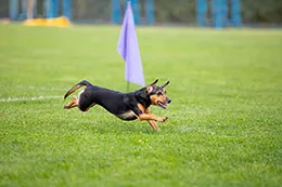 Ejercicios-para-Perros--Mantén-a-tu-Mascota-Activa-y-Saludable