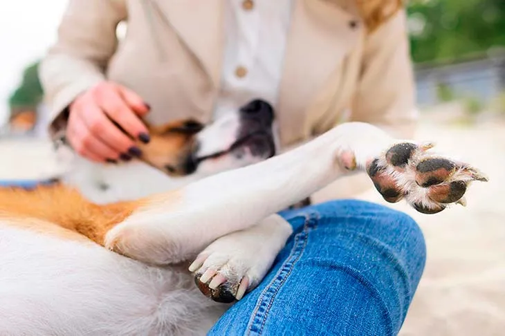 Ejercicios para Perros Reactivos: Canaliza su Energía y Mejora su Comportamiento