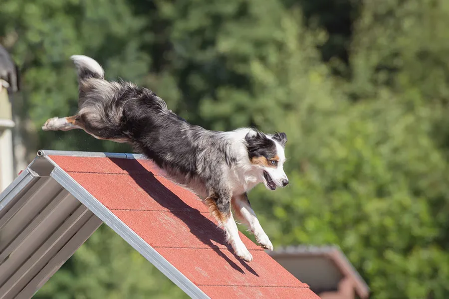 Ejercicios para Perros Inseguros: Fomenta la Confianza y el Bienestar Emocional