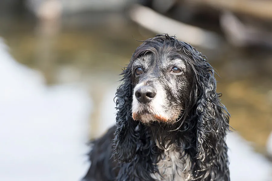 Ejercicios para Perros Mayores: Promueve su Salud y Bienestar