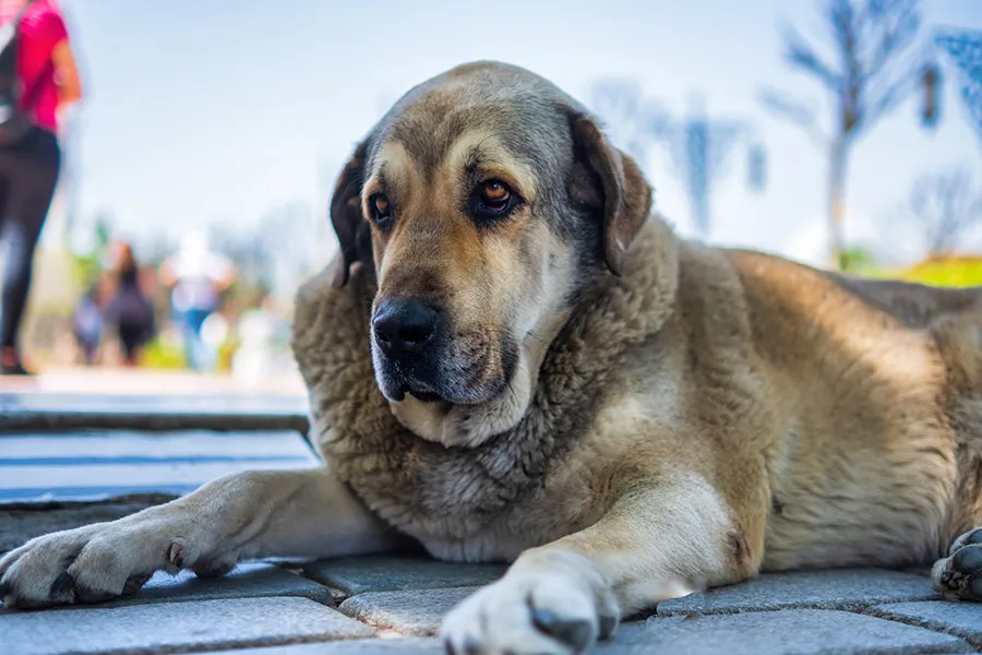 Ejercicios para Perros con Artrosis: Mejora su Movilidad y Bienestar