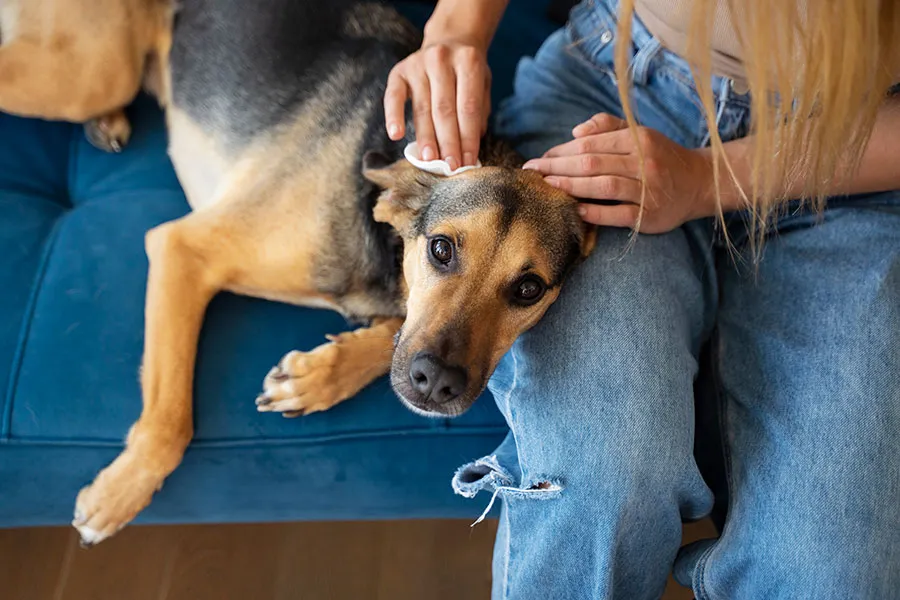 Perro Alérgico a las Pulgas - Síntomas, Tratamiento y Prevención