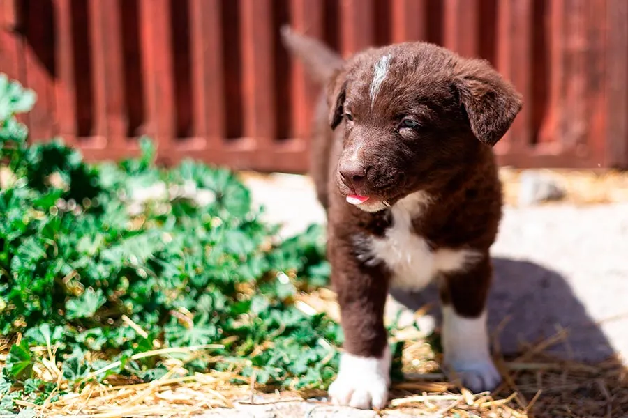 Cómo Hacer para que un Cachorro no Muerda: Consejos y Técnicas Efectivas