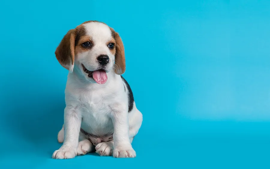 Cómo Hacer para que un Cachorro no Llore: Consejos y Técnicas Efectivas