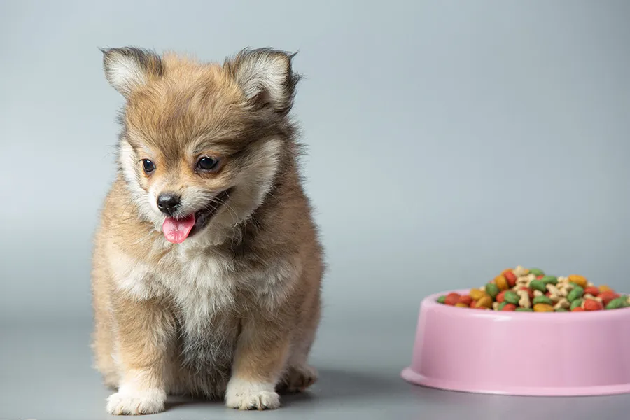 Qué Hacer si un Cachorro no Quiere Comer: Consejos y Recomendaciones