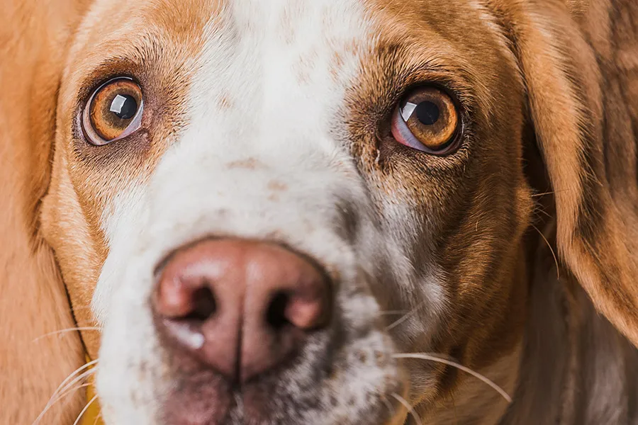 A qué le tienen miedo los perros: Cómo ayudar a tu mascota a superar sus temores