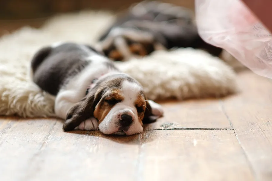 ¿Los cachorros duermen mucho? | Consejos y Cuidados