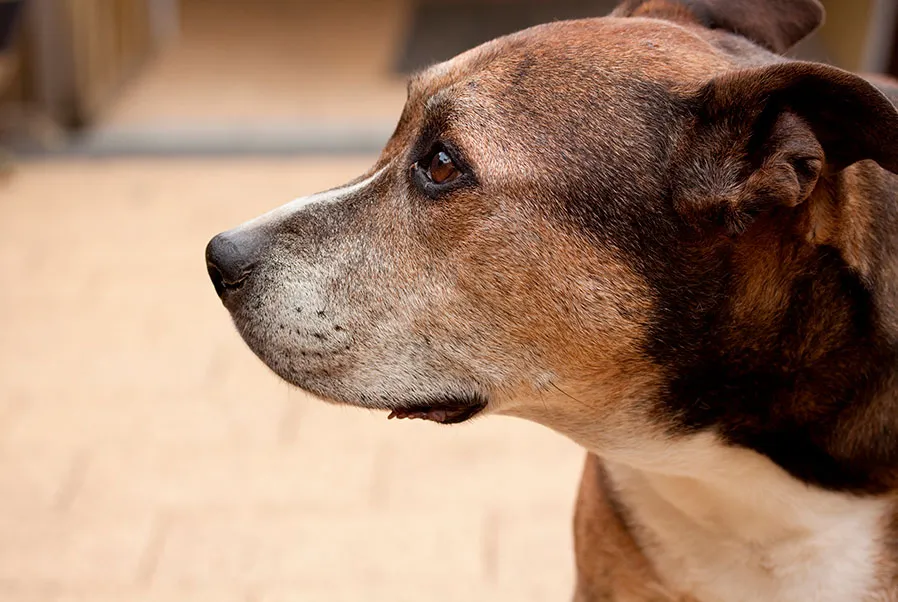 Mi perro respira muy rápido estando en reposo: Causas y soluciones para su bienestar