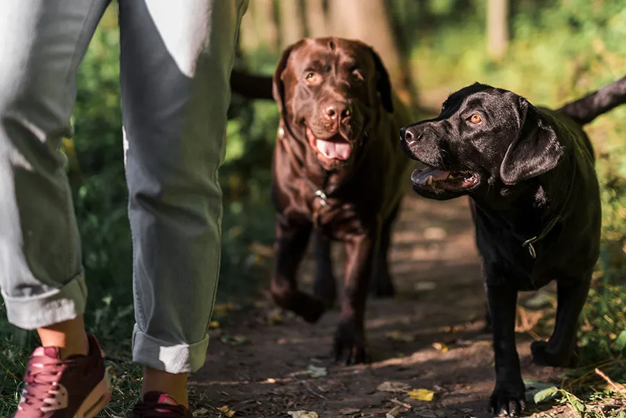 ¿Qué Significa Cuando una Perra Monta a Otra Perra? | Consejos Caninos