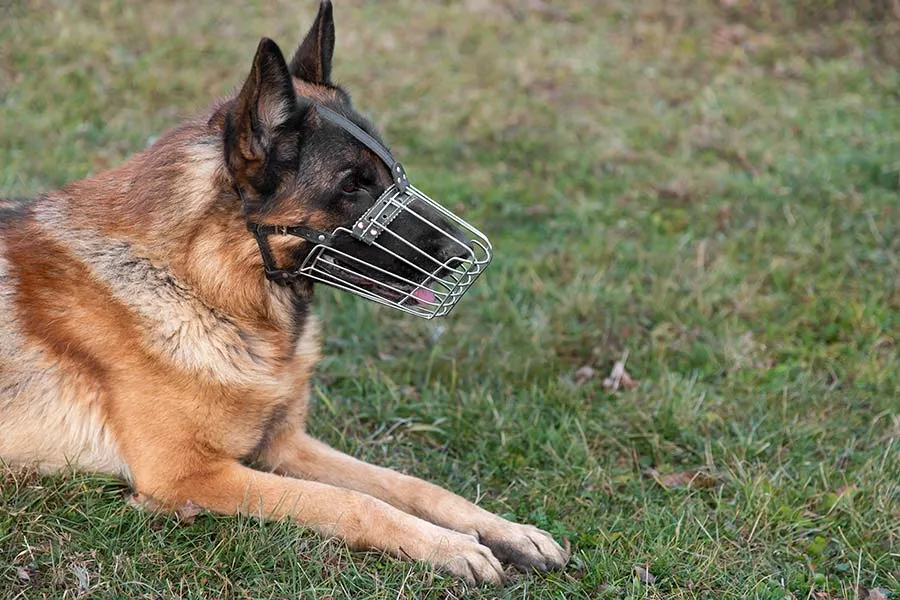 ¿Qué hacer si un perro viene a atacar a mi perro? - Consejos de seguridad para dueños de mascotas