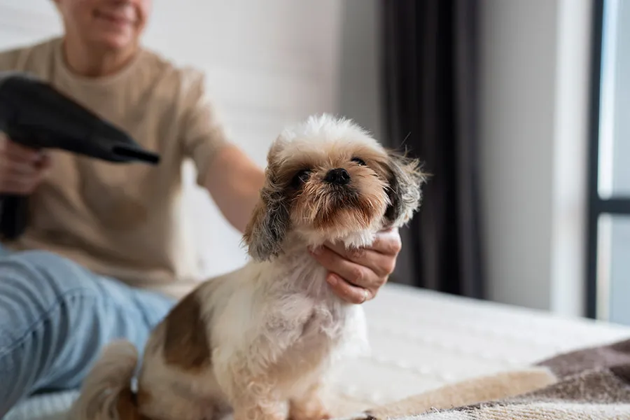 Cómo Cuidar a mi Perro - Guía Completa