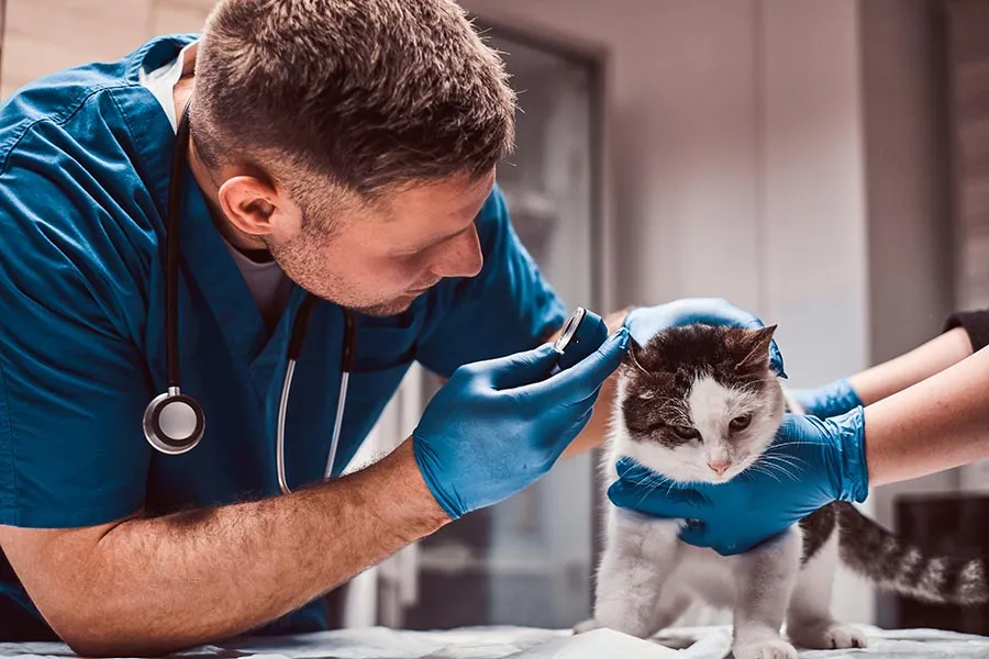 Enfermedades que se pueden transmitir entre perros y gatos