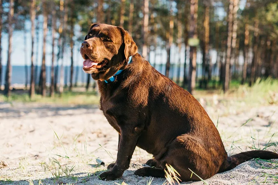 Obesidad y Sobrepeso en Perros: Tratamientos y Prevención de Enfermedades