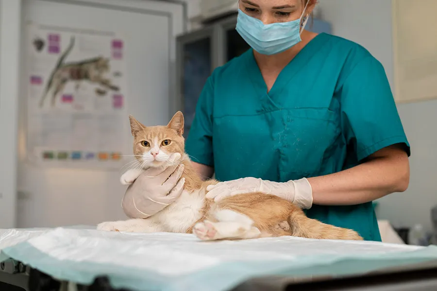 Las 10 Enfermedades Más Comunes en Gatos: Tratamientos Efectivos Gato Salud