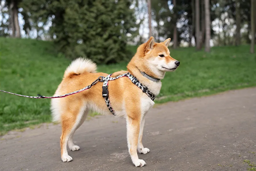 ¿Qué raza de perro es la mejor para mí?