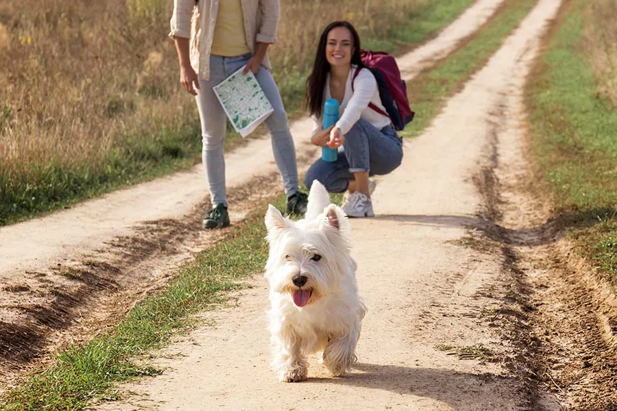 Técnicas para fortalecer la llamada de un perro