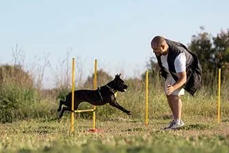 Tipos-de-Adiestramiento-para-Perros