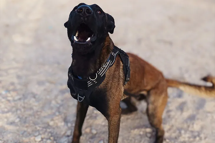 Mi perro es muy nervioso. Educación canina pasos básicos