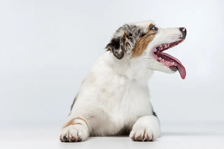 ¿Por qué los perros sacan la lengua al respirar?