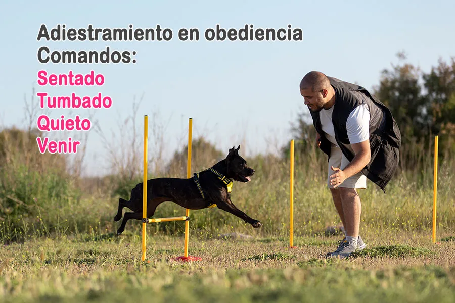 Adiestramiento en obediencia