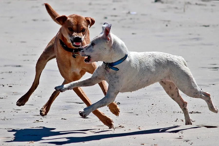 ¿Qué es un perro reactivo?: causas y soluciones