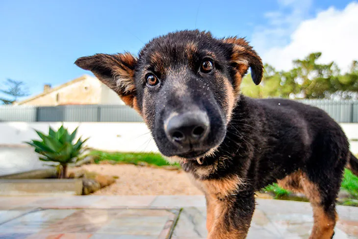 ¡Transforma la Vida de tu Cachorro! Descubre los Secretos para Socializarlo como un Experto