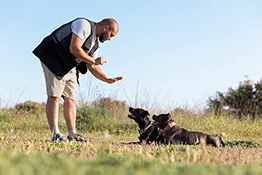 Adiestramiento-Canino--10-Trucos-para-Enseñar-a-Tu-Perro-en-Obediencia-Total