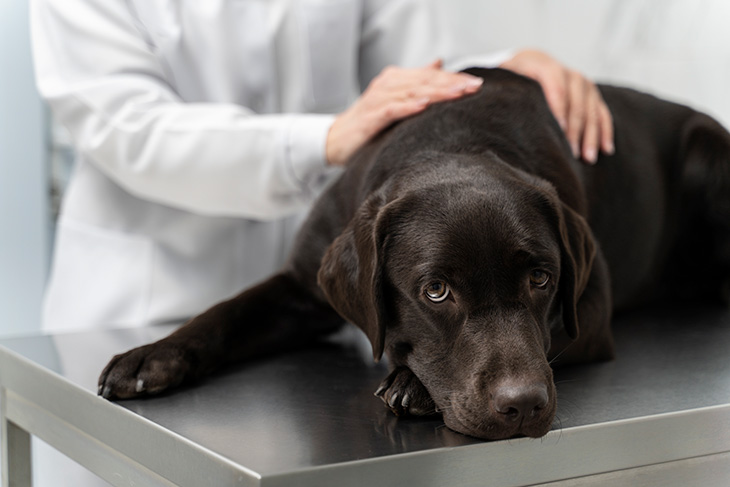 Síndrome vestibular en perros. Manejo y Cuidado