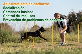 Adiestramiento-de-cachorros