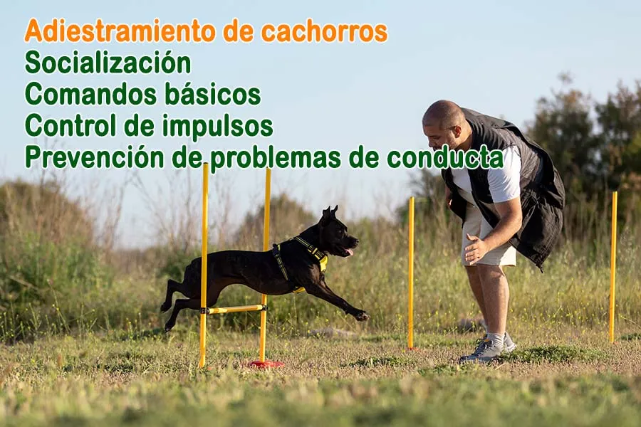 Adiestramiento de cachorros