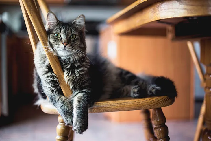 Por Qué los Gatos Ronronean, Todo lo que Necesitas Saber