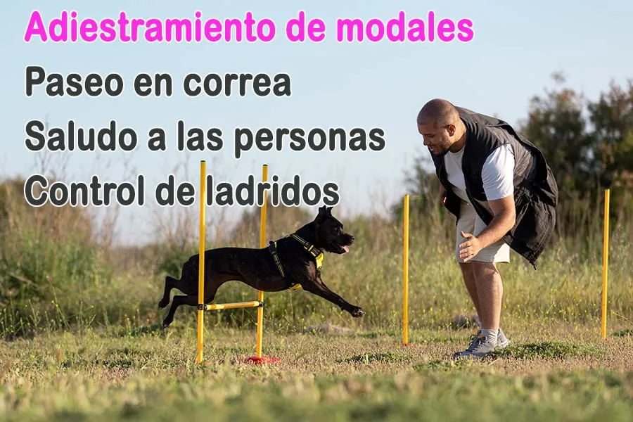 Adiestramiento de modales