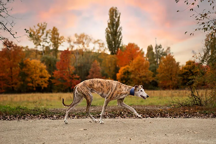 Síntomas de Envenenamiento en Perros: Cómo Reconocerlos y Actuar Rápidamente