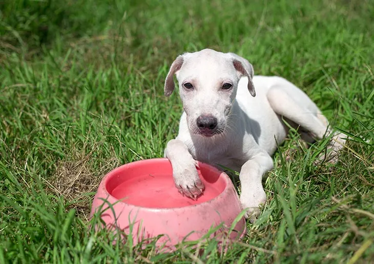 Mi perro bebe mucha agua