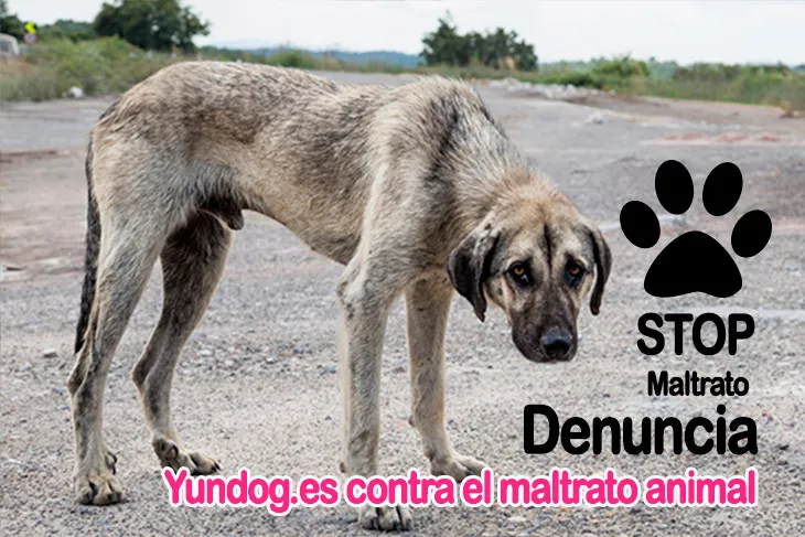 Animal Maltratado, Denuncia, Identificación, Consecuencias y Acciones